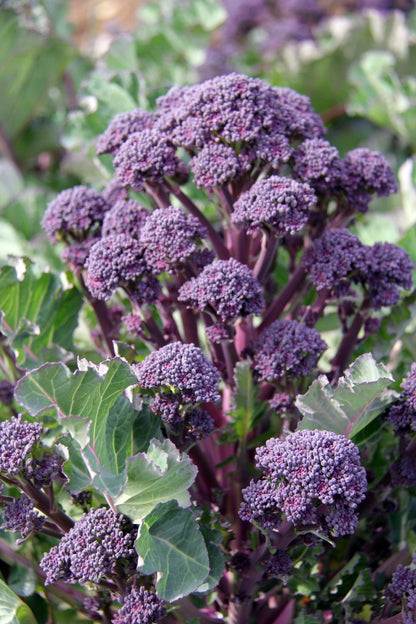 Purple Sprouting Broccoli Plug Plants "Grow Your Own" Vegetables **Letterbox Friendly** - Chartley Chucks