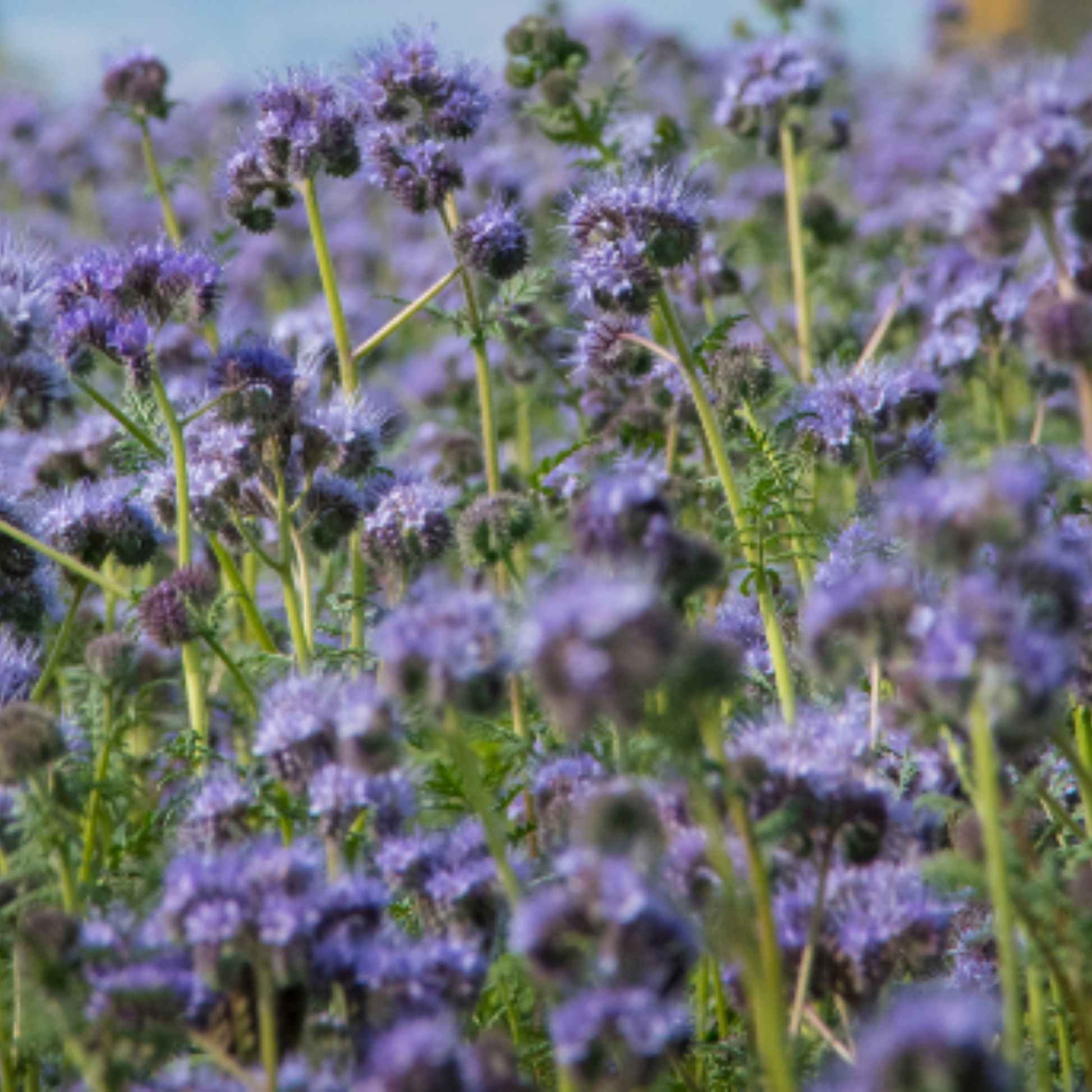Purple Tansy Annual Green Manure Seeds - 1kg - Chartley Chucks