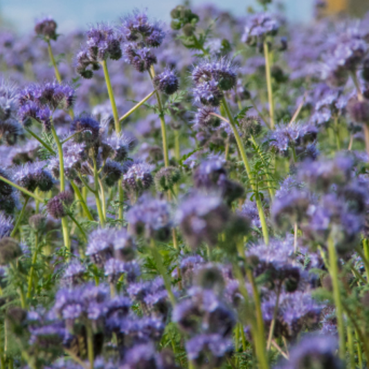 Purple Tansy Annual Green Manure Seeds - 1kg - Chartley Chucks