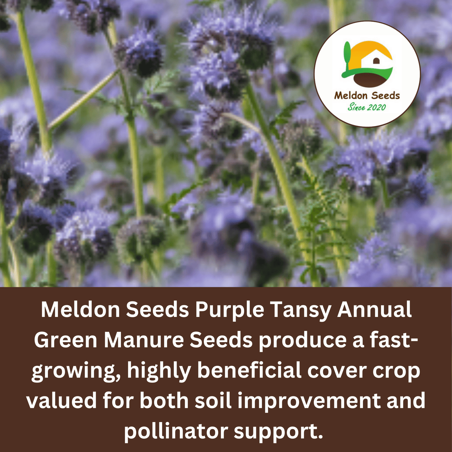 Purple Tansy Annual Green Manure Seeds - 1kg - Chartley Chucks