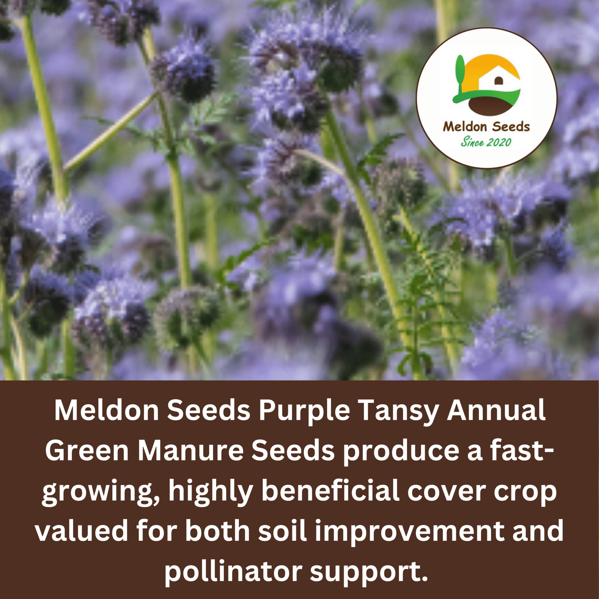 Purple Tansy Annual Green Manure Seeds - 1kg - Chartley Chucks