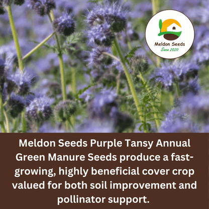 Purple Tansy Annual Green Manure Seeds - 1kg - Chartley Chucks