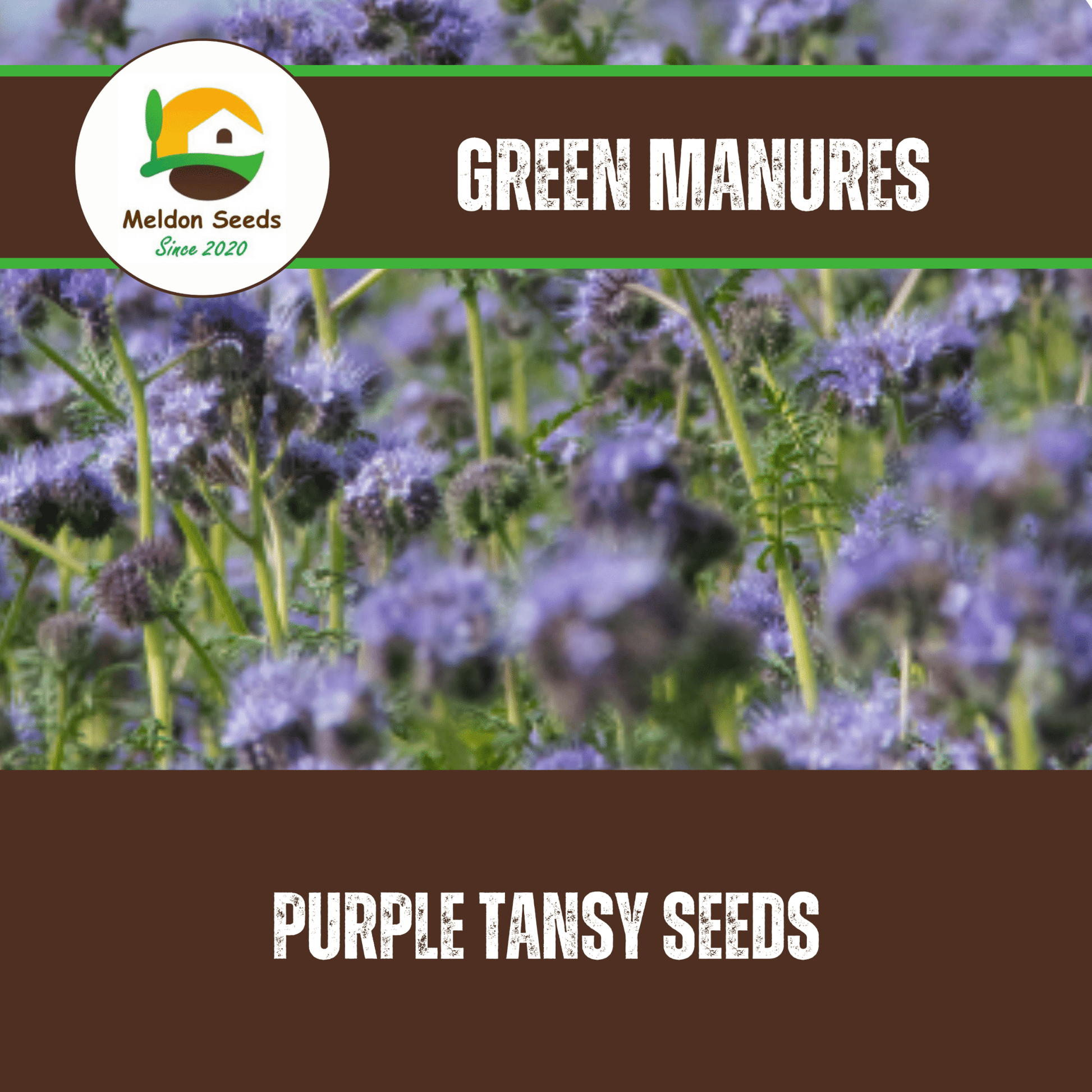 Purple Tansy Annual Green Manure Seeds - 1kg - Chartley Chucks