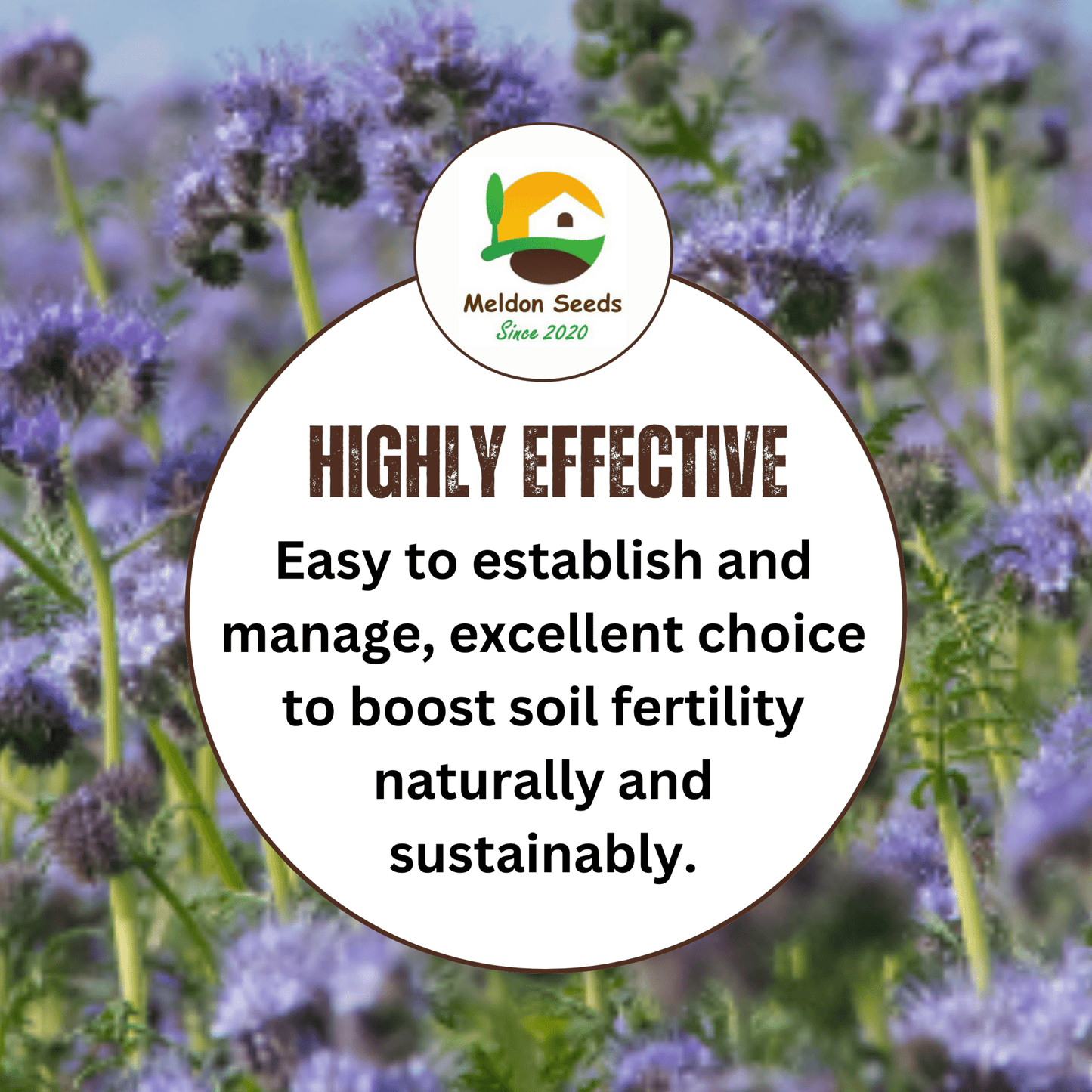 Purple Tansy Annual Green Manure Seeds - 1kg - Chartley Chucks