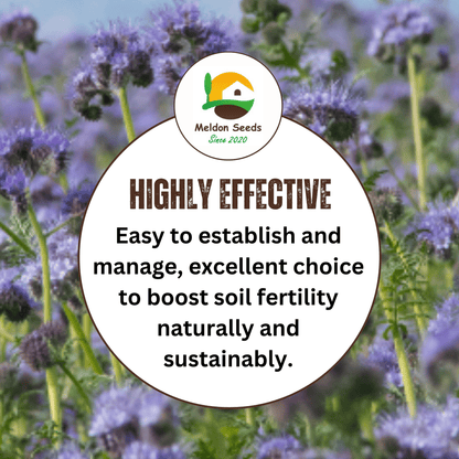 Purple Tansy Annual Green Manure Seeds - 1kg - Chartley Chucks