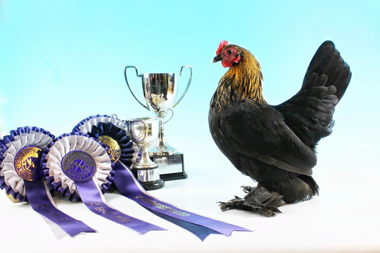 Quartet Booted Bantams - Chartley Chucks