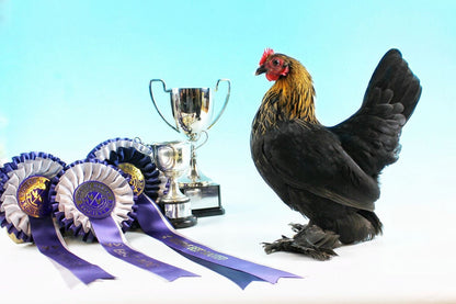 Quartet Booted Bantams - Chartley Chucks