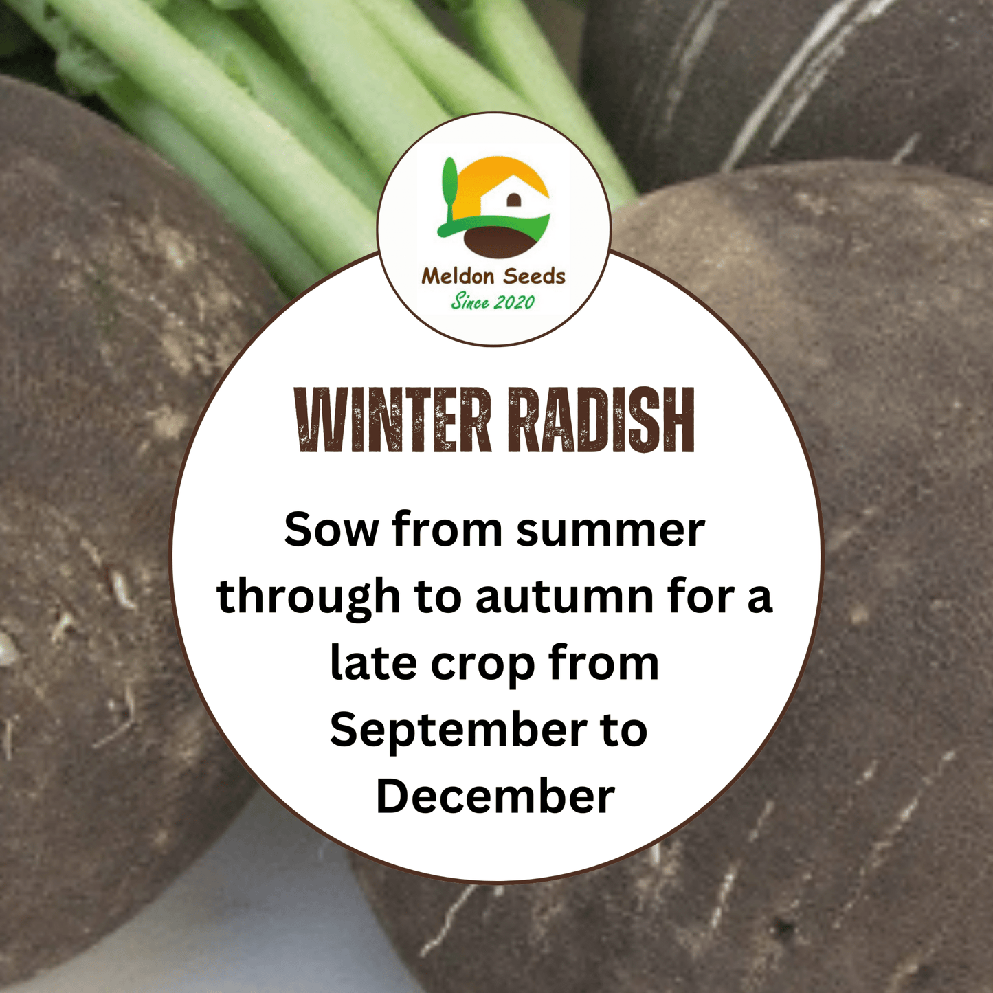 Radish Black Spanish Round 500 Seeds - Chartley Chucks