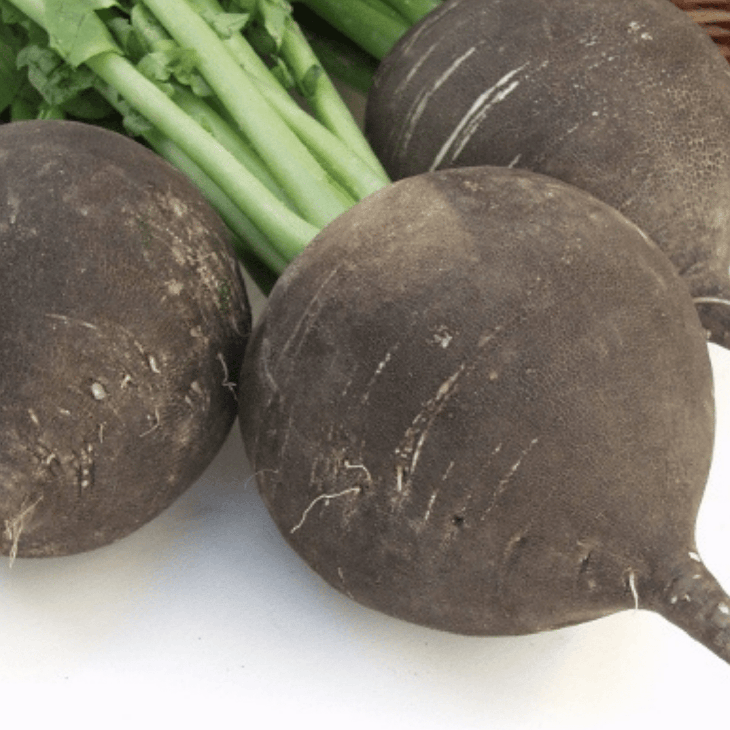 Radish Black Spanish Round 500 Seeds - Chartley Chucks