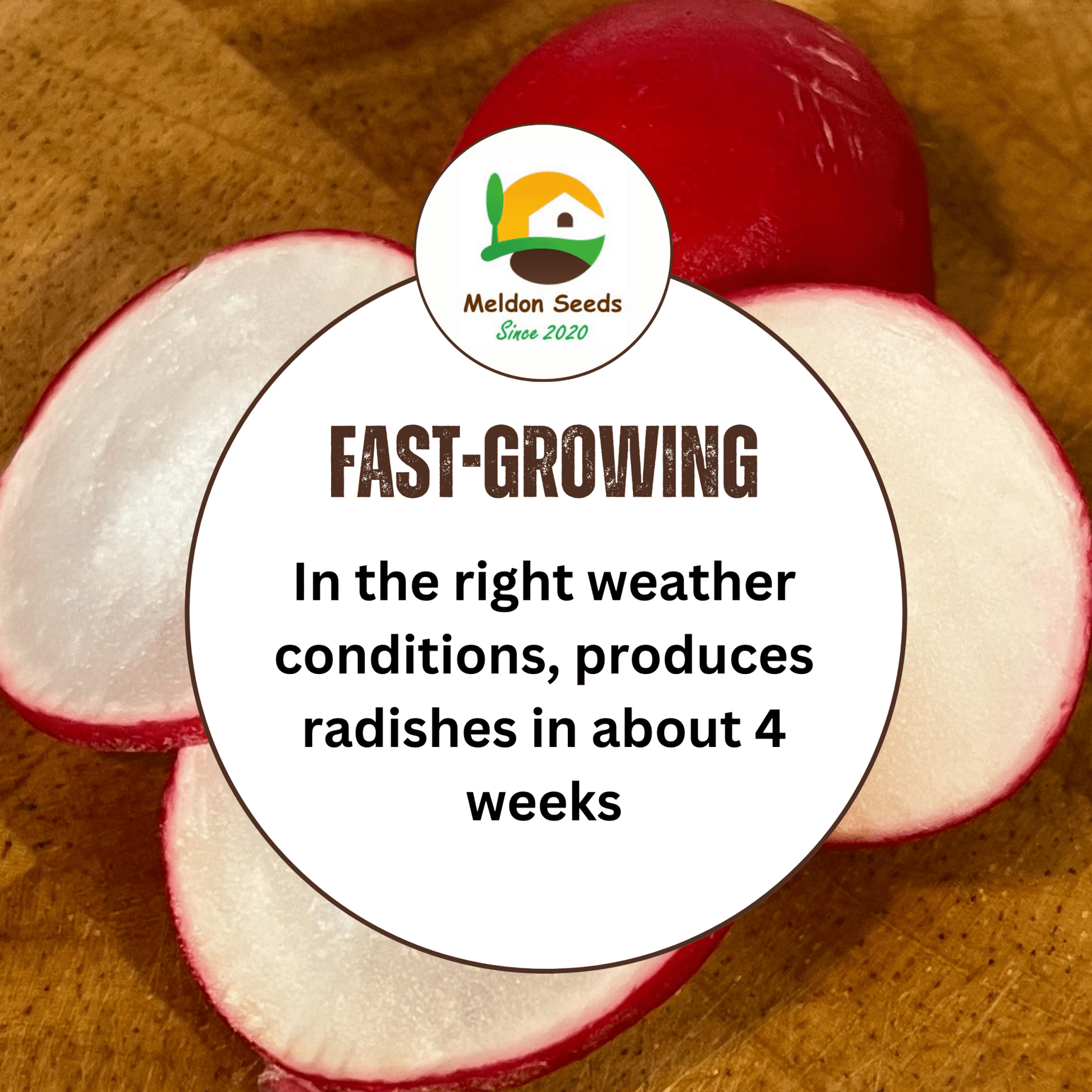 Radish Cherry Belle 500 Seeds - Chartley Chucks