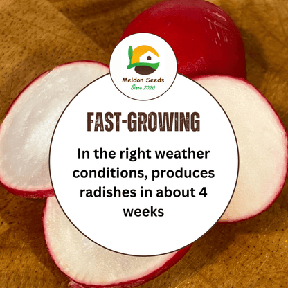 Radish Cherry Belle 500 Seeds - Chartley Chucks