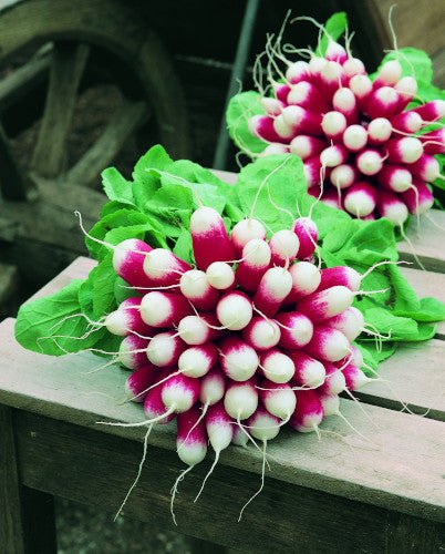Radish Plug Plants - "Grow Your Own" Vegetables **Letterbox Friendly** - Chartley Chucks