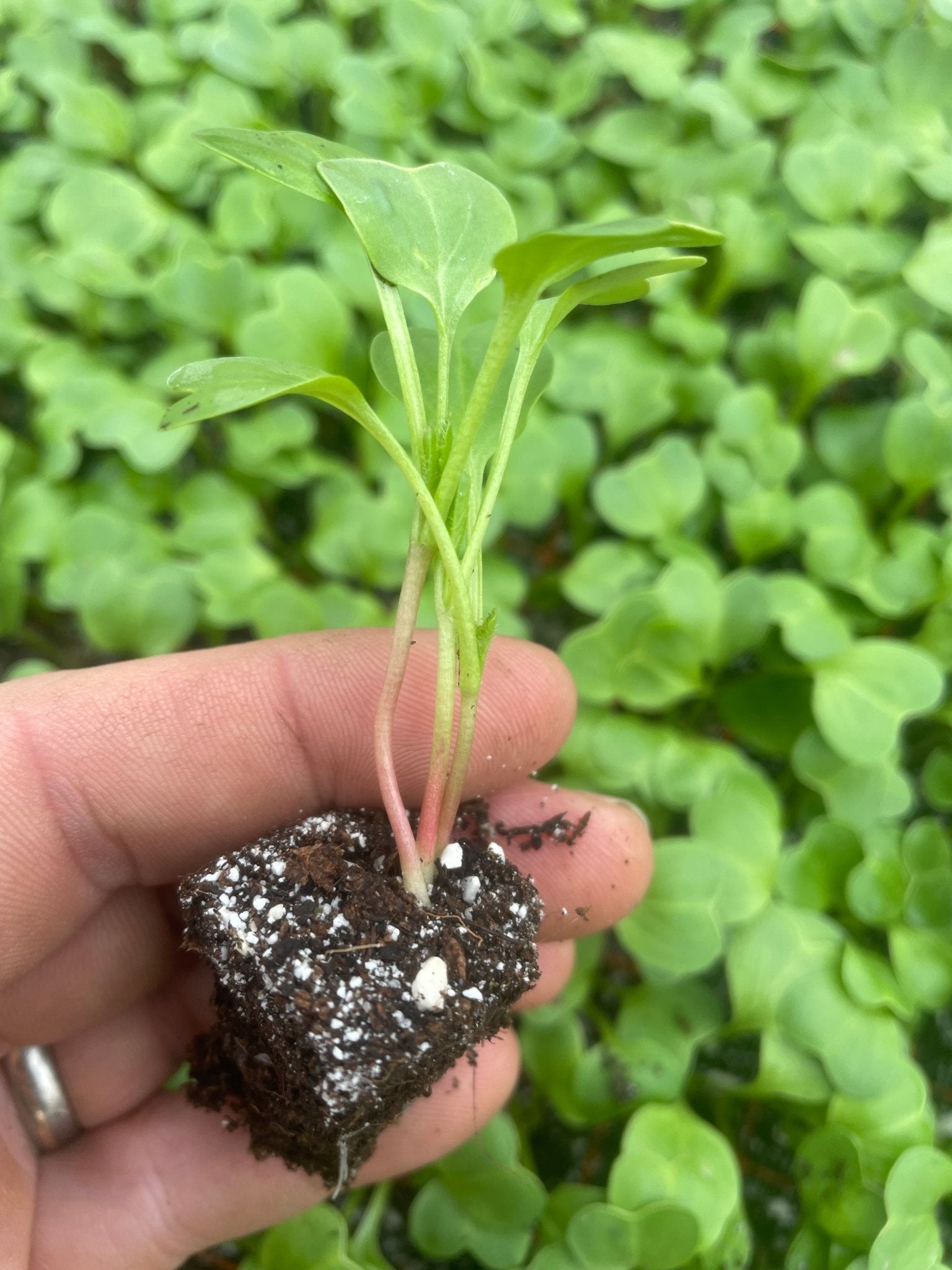 Radish Plug Plants - "Grow Your Own" Vegetables **Letterbox Friendly** - Chartley Chucks