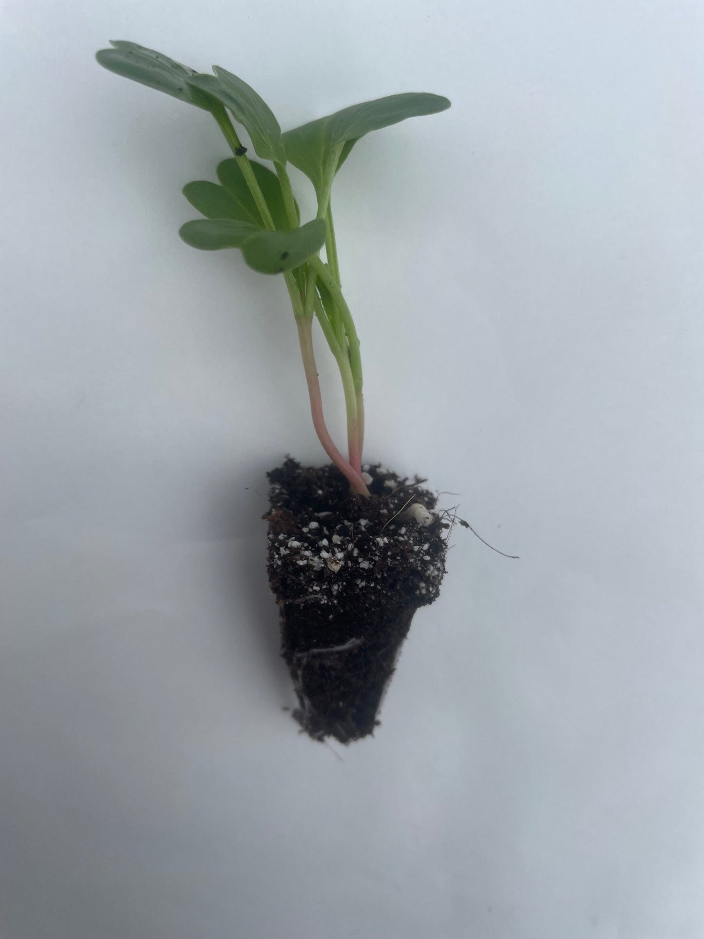 Radish Plug Plants - "Grow Your Own" Vegetables **Letterbox Friendly** - Chartley Chucks