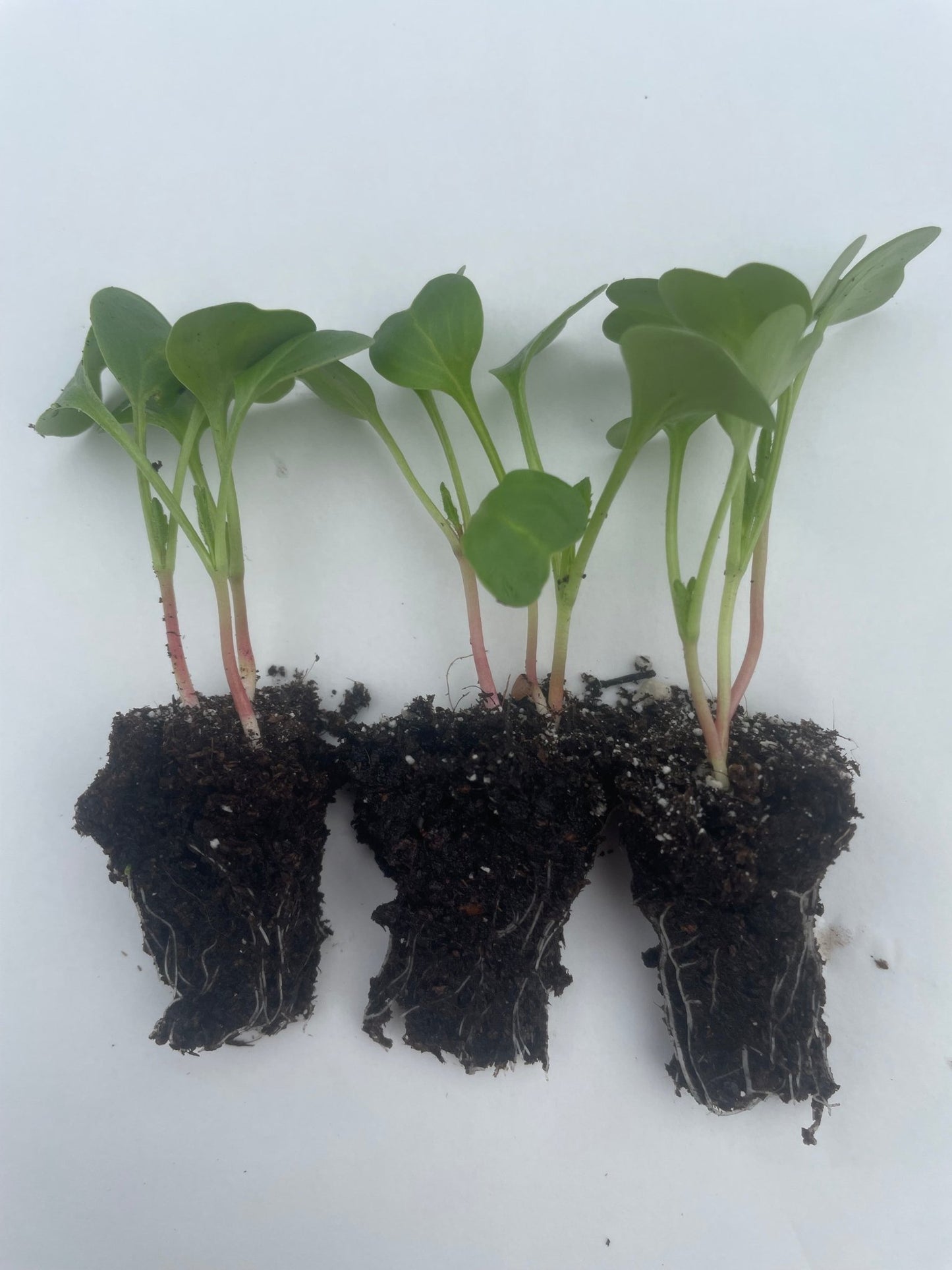 Radish Plug Plants - "Grow Your Own" Vegetables **Letterbox Friendly** - Chartley Chucks