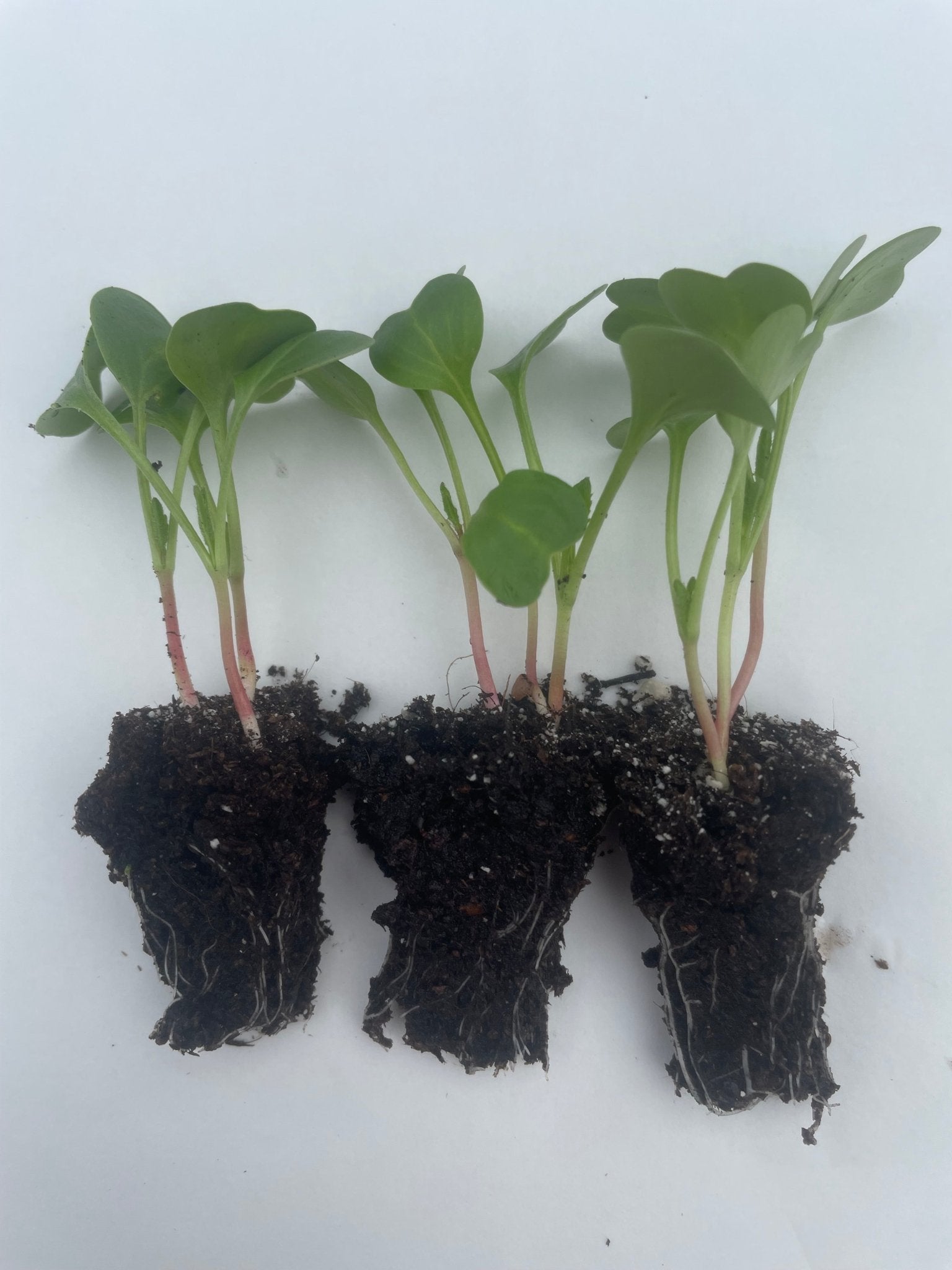 Radish Plug Plants - "Grow Your Own" Vegetables **Letterbox Friendly** - Chartley Chucks