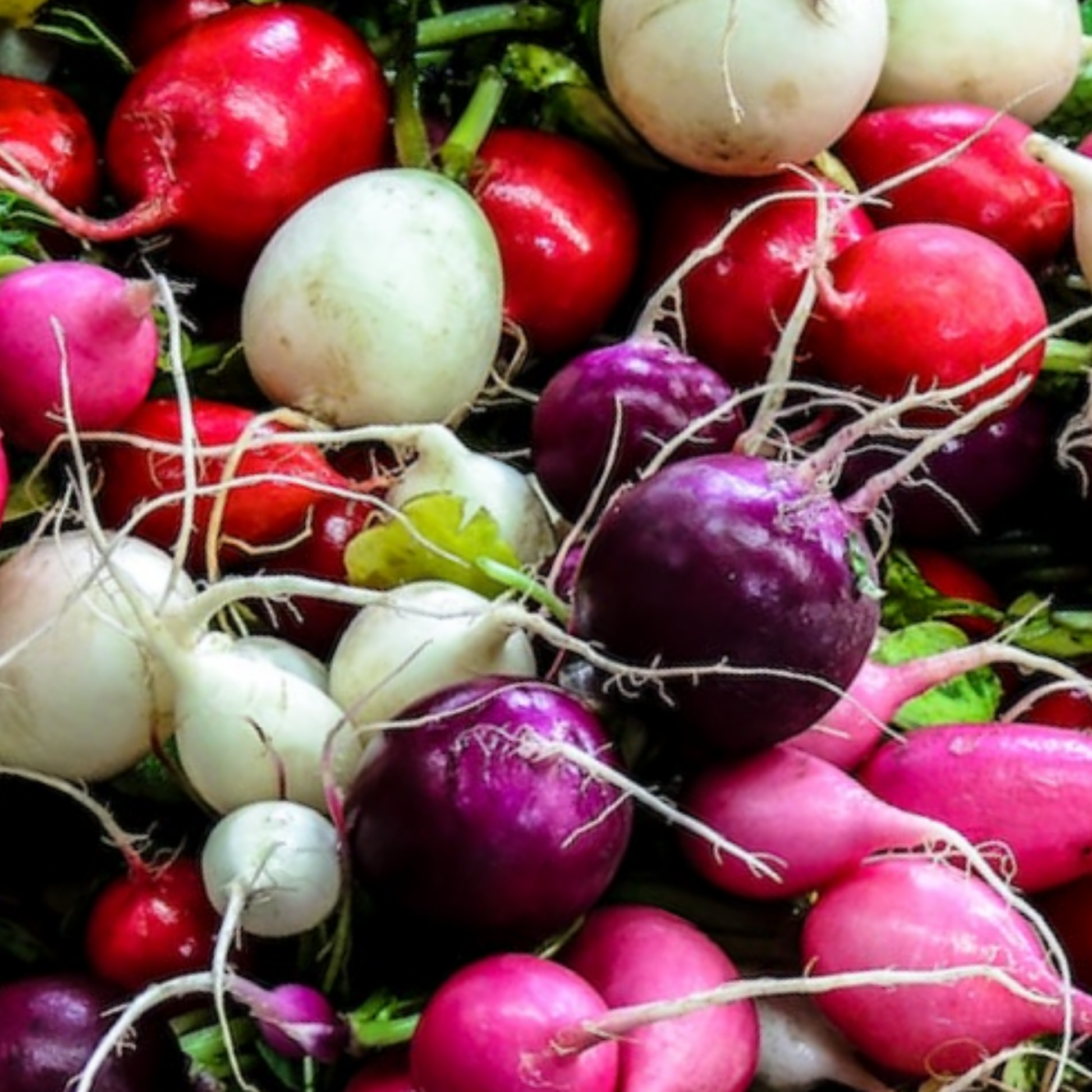 Radish Rainbow Mix 500 Seeds - Chartley Chucks