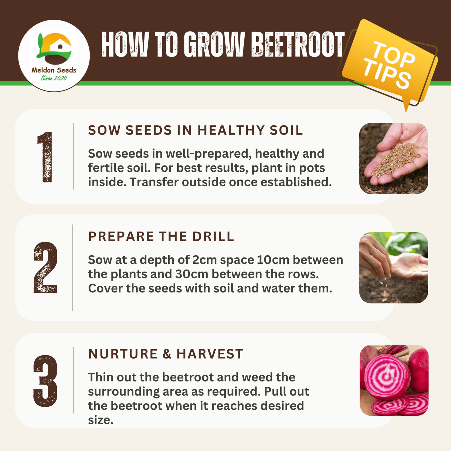 Rainbow Vegetables Collection. 5 Colourful Vegetable Varieties. - Chartley Chucks