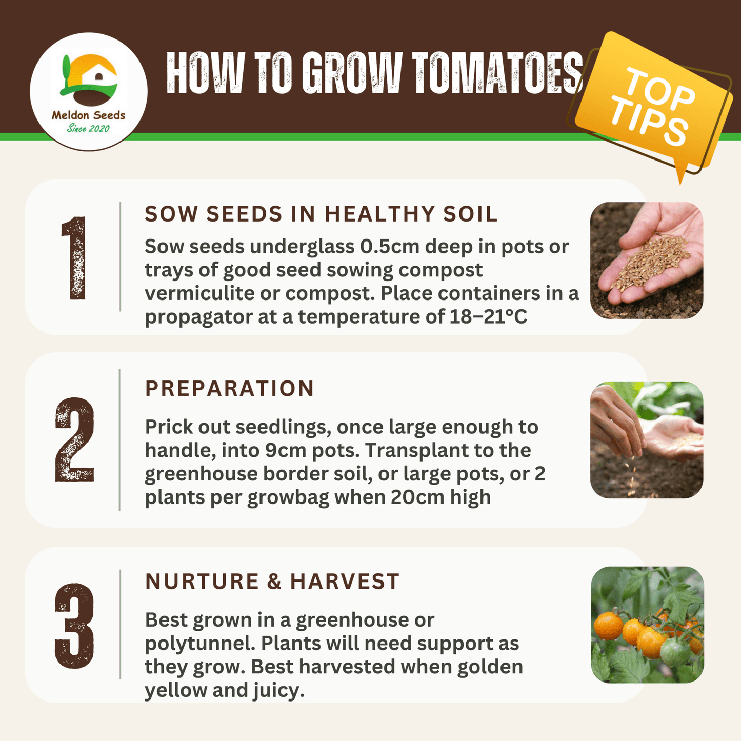 Rainbow Vegetables Collection. 5 Colourful Vegetable Varieties. - Chartley Chucks