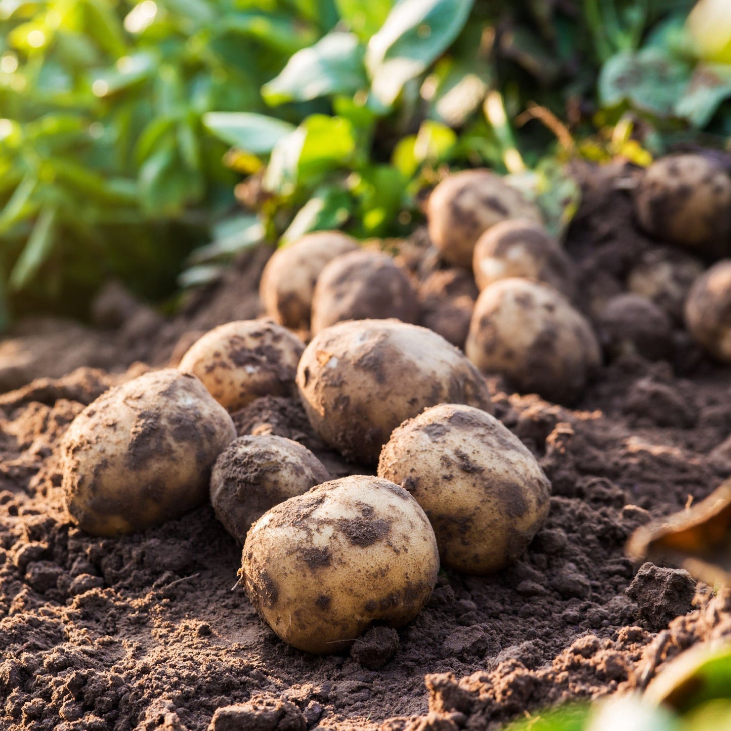 Record Seed Potatoes 2KG - Chartley Chucks