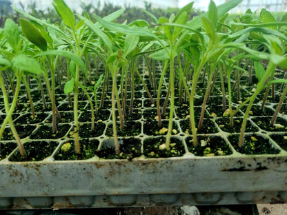 Red Beef Tomato Plug Plants "Grow Your Own" Fruit 'Ready to Plant Now' Young Vegetable Plants **Letterbox Friendly** - Chartley Chucks