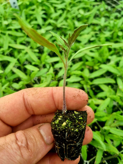 Red Beef Tomato Plug Plants "Grow Your Own" Fruit 'Ready to Plant Now' Young Vegetable Plants **Letterbox Friendly** - Chartley Chucks