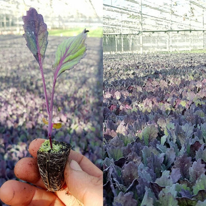 Red Cabbage Plug Plants - "Grow Your Own" Vegetables **Letterbox Friendly** - Chartley Chucks