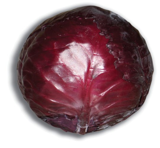 Red Cabbage Plug Plants - "Grow Your Own" Vegetables **Letterbox Friendly** - Chartley Chucks
