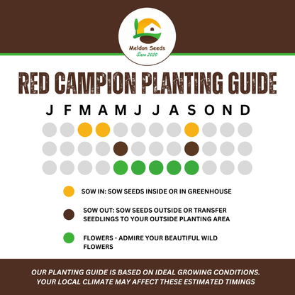 Red Campion Seeds - 200 Native UK Wild Flower Seeds for Attracting Birds, Bees, Wildlife, Pollinators, Suitable for Planting and Growing Outdoors in Meadows, Fields, and Gardens by Meldon Seeds - Chartley Chucks