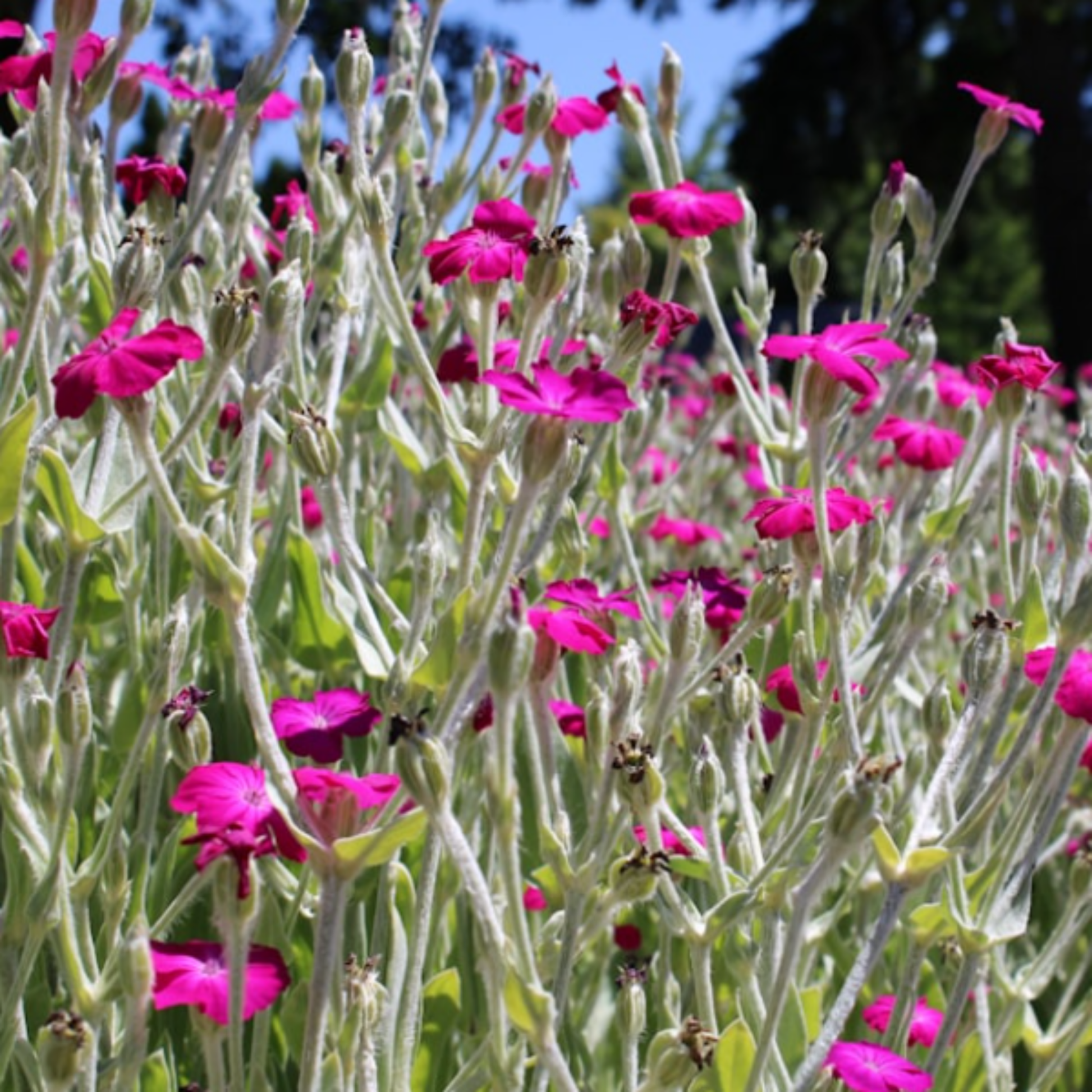 Red Campion Seeds - 200 Native UK Wild Flower Seeds for Attracting Birds, Bees, Wildlife, Pollinators, Suitable for Planting and Growing Outdoors in Meadows, Fields, and Gardens by Meldon Seeds - Chartley Chucks