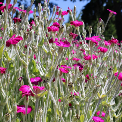 Red Campion Seeds - 200 Native UK Wild Flower Seeds for Attracting Birds, Bees, Wildlife, Pollinators, Suitable for Planting and Growing Outdoors in Meadows, Fields, and Gardens by Meldon Seeds - Chartley Chucks