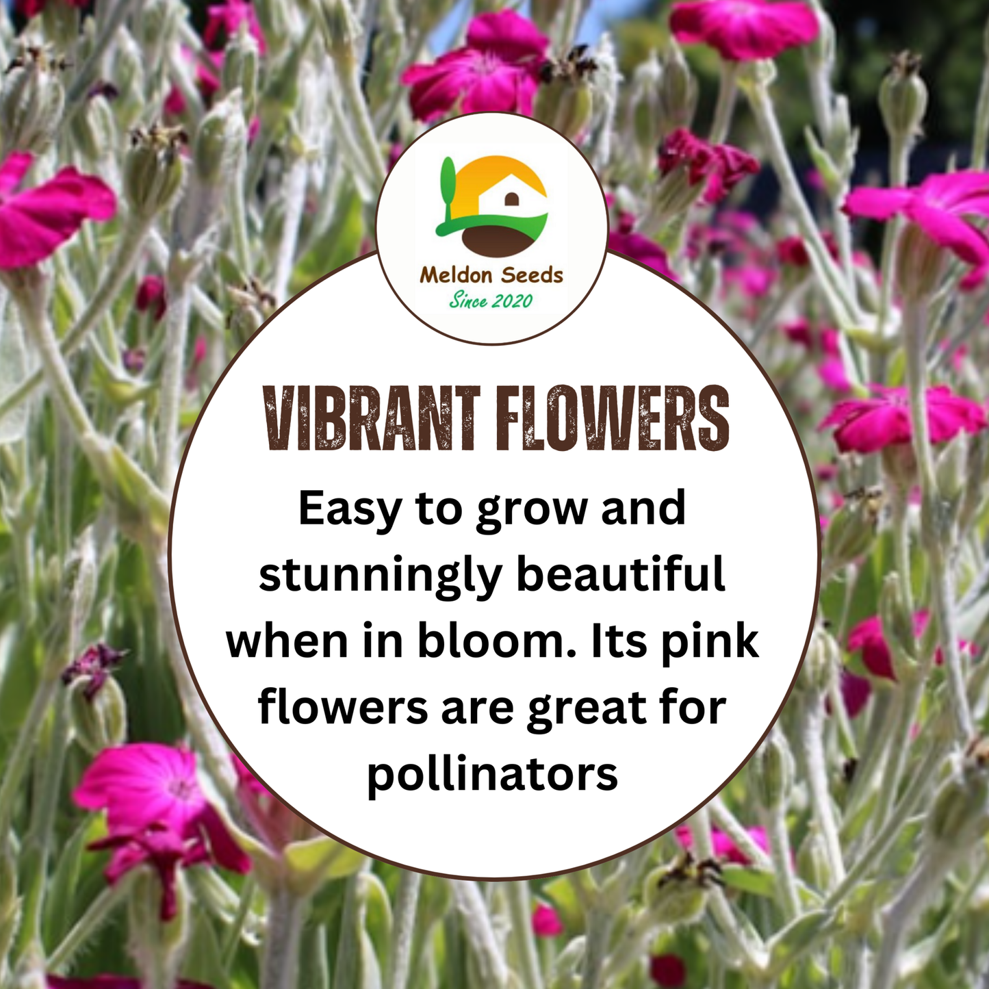 Red Campion Seeds - 200 Native UK Wild Flower Seeds for Attracting Birds, Bees, Wildlife, Pollinators, Suitable for Planting and Growing Outdoors in Meadows, Fields, and Gardens by Meldon Seeds - Chartley Chucks