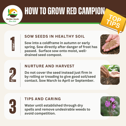 Red Campion Seeds - 200 Native UK Wild Flower Seeds for Attracting Birds, Bees, Wildlife, Pollinators, Suitable for Planting and Growing Outdoors in Meadows, Fields, and Gardens by Meldon Seeds - Chartley Chucks