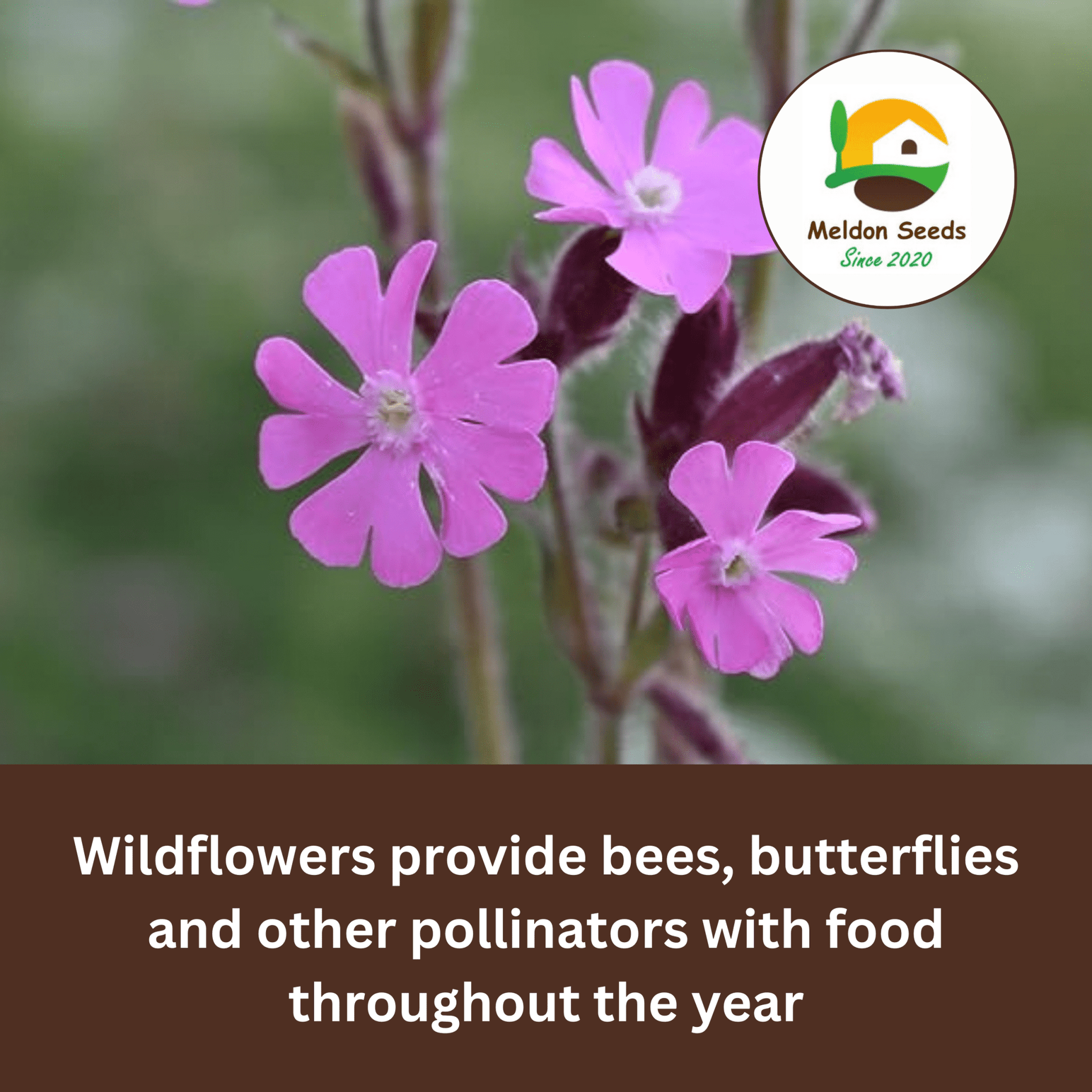 Red Campion Seeds - 200 Native UK Wild Flower Seeds for Attracting Birds, Bees, Wildlife, Pollinators, Suitable for Planting and Growing Outdoors in Meadows, Fields, and Gardens by Meldon Seeds - Chartley Chucks