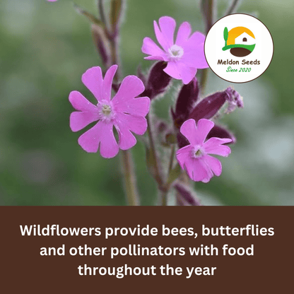Red Campion Seeds - 200 Native UK Wild Flower Seeds for Attracting Birds, Bees, Wildlife, Pollinators, Suitable for Planting and Growing Outdoors in Meadows, Fields, and Gardens by Meldon Seeds - Chartley Chucks