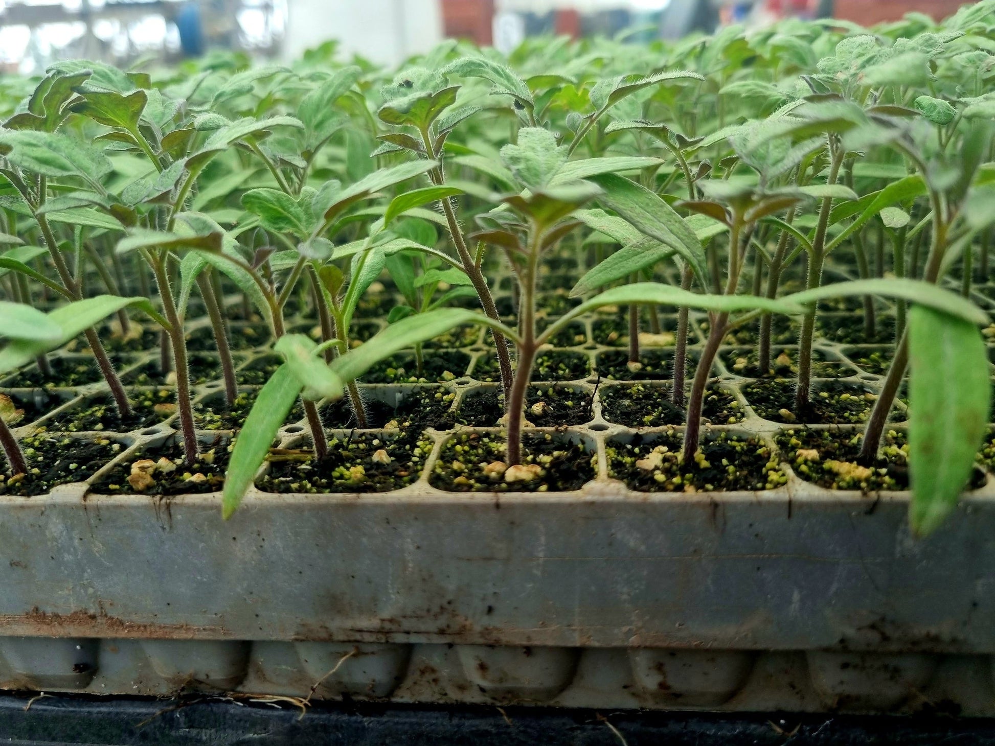 Red Cherry Tomato Plug Plants "Grow Your Own" Fruit 'Ready to Plant Now' Young Vegetable Plants **Letterbox Friendly** - Chartley Chucks