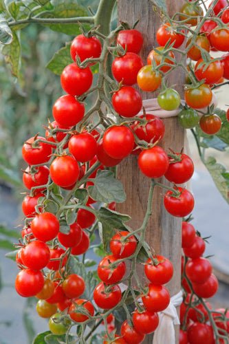 Red Cherry Tomato Plug Plants "Grow Your Own" Fruit 'Ready to Plant Now' Young Vegetable Plants **Letterbox Friendly** - Chartley Chucks