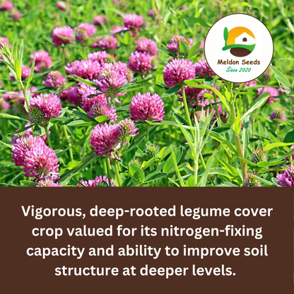 Red Clover Green Manure Seeds - 500g - Chartley Chucks