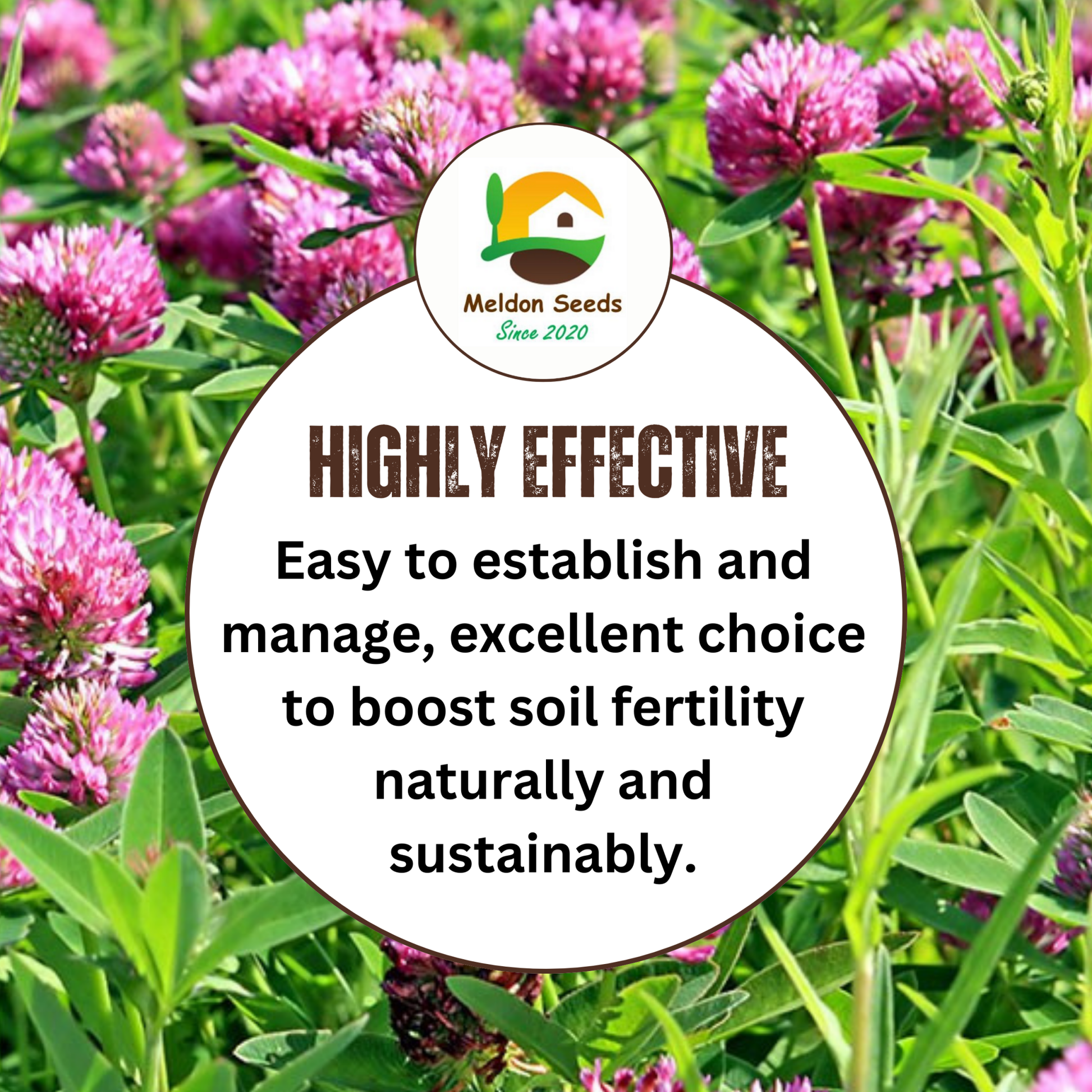 Red Clover Green Manure Seeds - 500g - Chartley Chucks