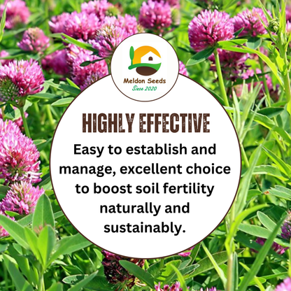 Red Clover Green Manure Seeds - 500g - Chartley Chucks