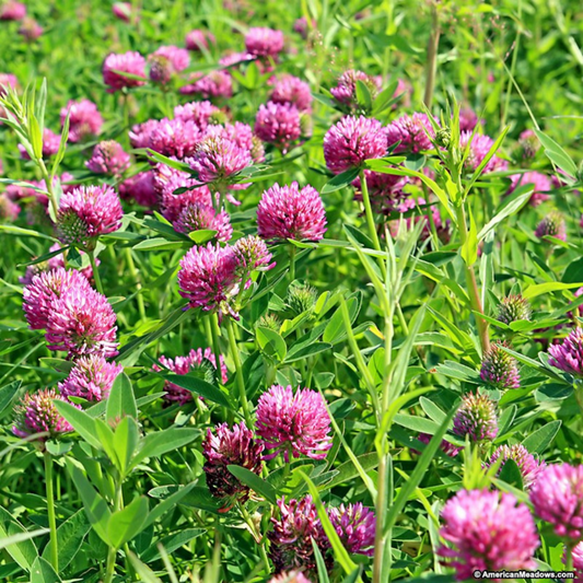 Red Clover Green Manure Seeds - 500g - Chartley Chucks