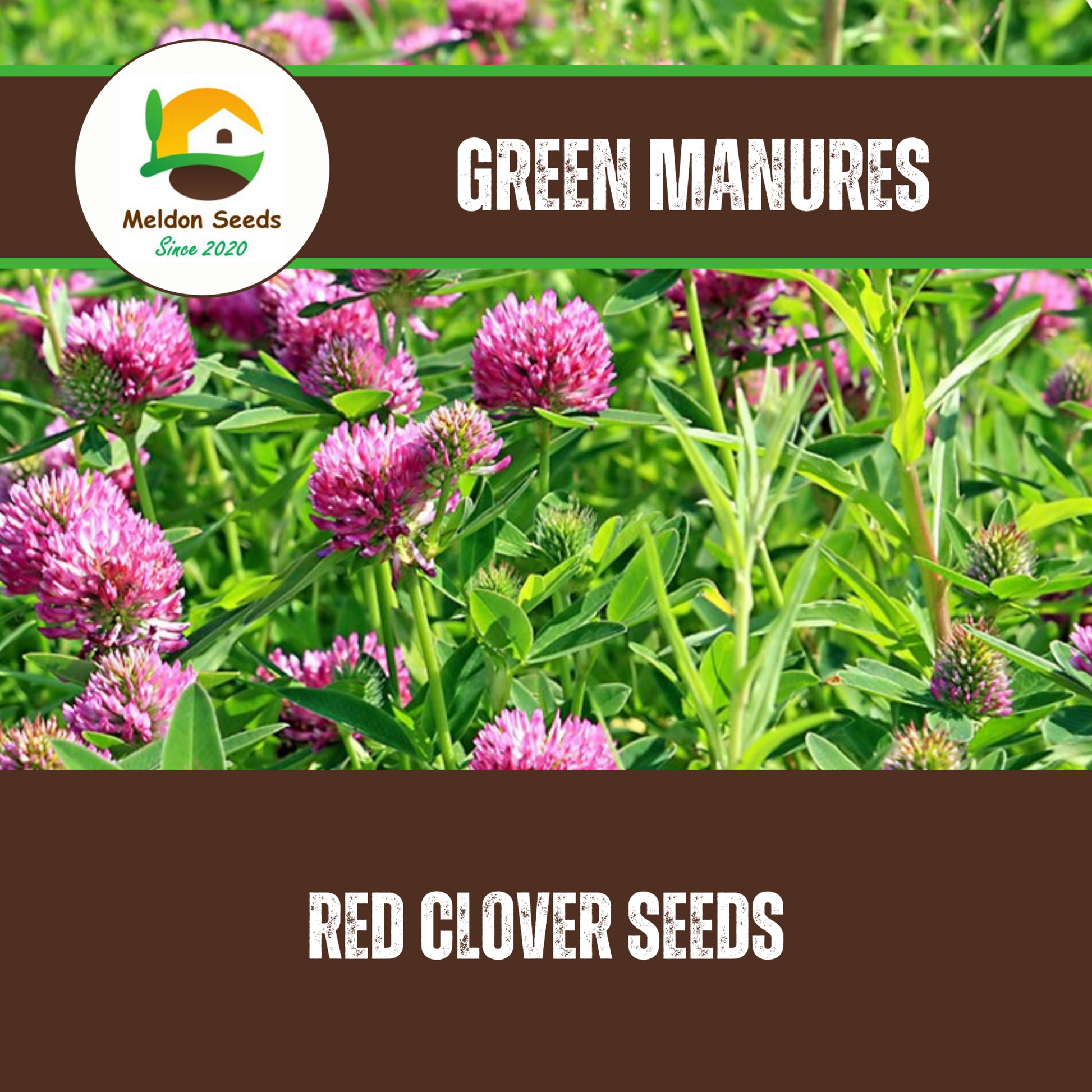 Red Clover Green Manure Seeds - 500g - Chartley Chucks