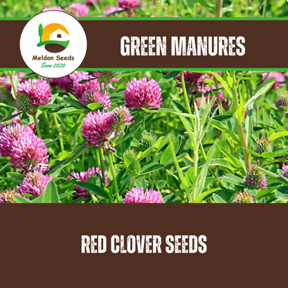 Red Clover Green Manure Seeds - 500g - Chartley Chucks