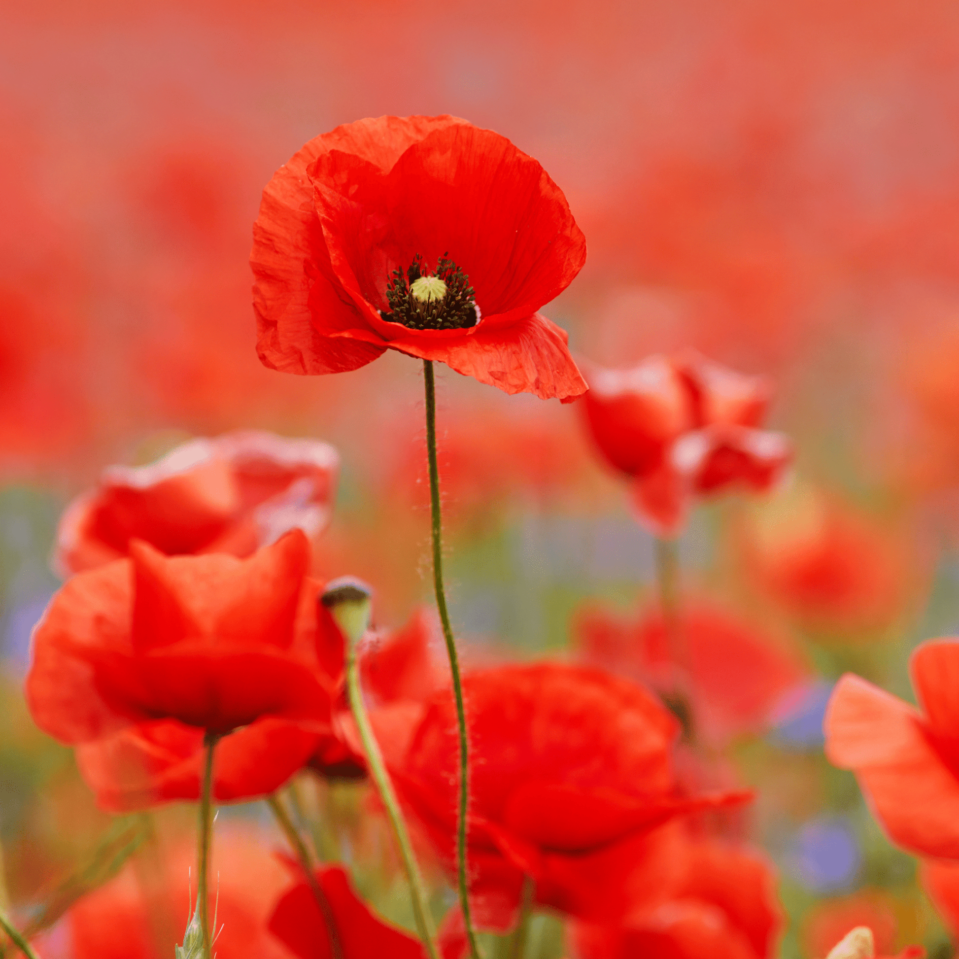 Red Field Poppy Seeds - 2000 Native UK Wild Flower Seeds for Attracting Bees, Pollinators, Also known as Flanders Poppy, Suitable for Planting and Growing Outdoors in Meadows, Fields, Gardens and Borders - Chartley Chucks