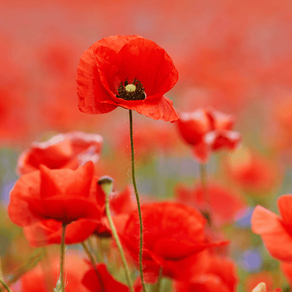 Red Field Poppy Seeds - 2000 Native UK Wild Flower Seeds for Attracting Bees, Pollinators, Also known as Flanders Poppy, Suitable for Planting and Growing Outdoors in Meadows, Fields, Gardens and Borders - Chartley Chucks