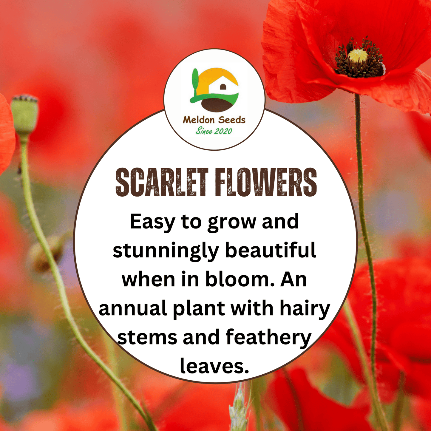 Red Field Poppy Seeds - 2000 Native UK Wild Flower Seeds for Attracting Bees, Pollinators, Also known as Flanders Poppy, Suitable for Planting and Growing Outdoors in Meadows, Fields, Gardens and Borders - Chartley Chucks