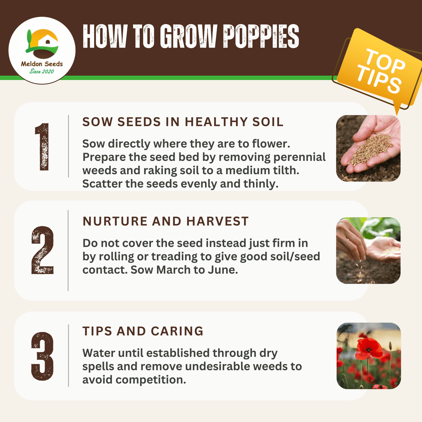 Red Field Poppy Seeds - 2000 Native UK Wild Flower Seeds for Attracting Bees, Pollinators, Also known as Flanders Poppy, Suitable for Planting and Growing Outdoors in Meadows, Fields, Gardens and Borders - Chartley Chucks