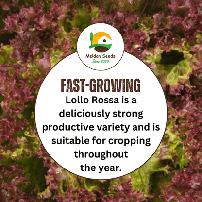 Red Lettuce Lollo Rossa Seeds x 300 - Chartley Chucks