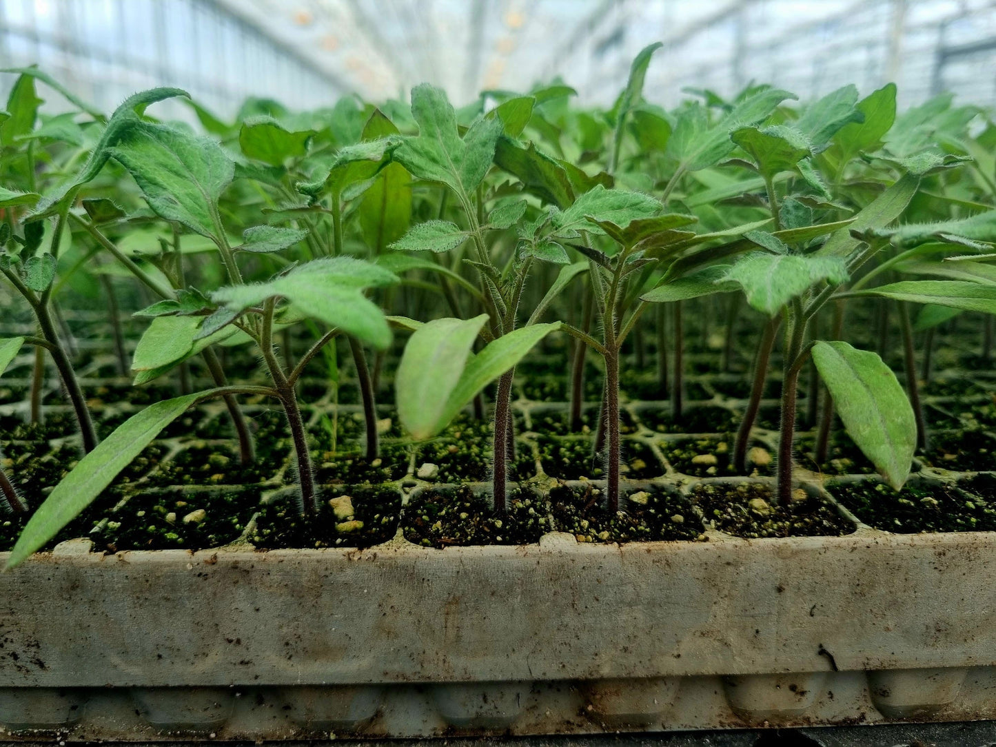 Red Mini Plum Tomato Plug Plants "Grow Your Own" Fruit 'Ready to Plant Now' Young Vegetable Plants **Letterbox Friendly** - Chartley Chucks