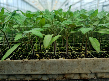 Red Mini Plum Tomato Plug Plants "Grow Your Own" Fruit 'Ready to Plant Now' Young Vegetable Plants **Letterbox Friendly** - Chartley Chucks